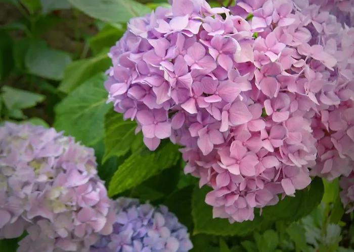 L'isola Di Bar Lägenhet *